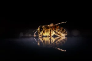 Einzelne Biene mit Spiegelung