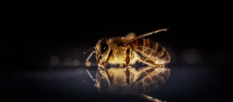 Einzelne Biene mit Spiegelung