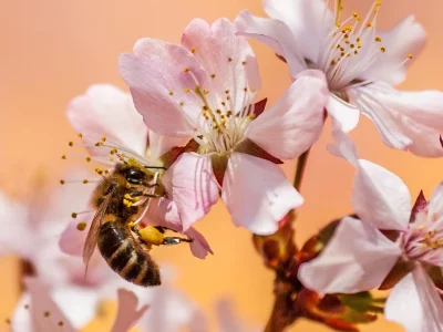 Biene in Kirschblüte