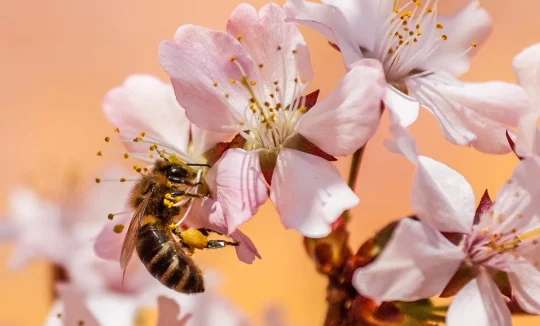 Biene in Kirschblüte