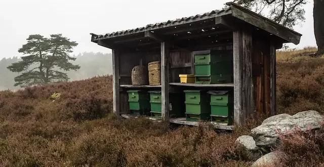 Bienenstand in der Heide