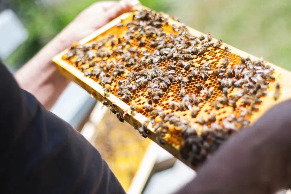 Nahaufnahme Brutwabe mit Bienen