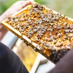 Nahaufnahme Brutwabe mit Bienen