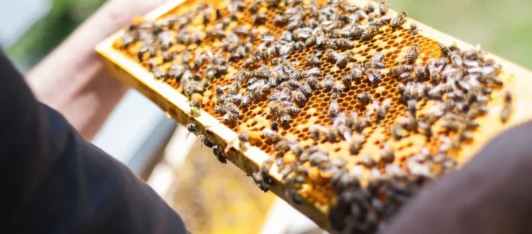 Nahaufnahme Brutwabe mit Bienen