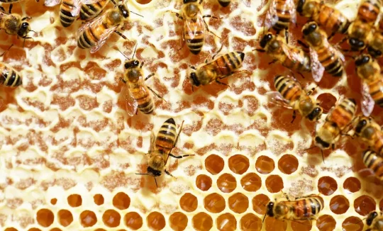 Bienen auf Honigwabe