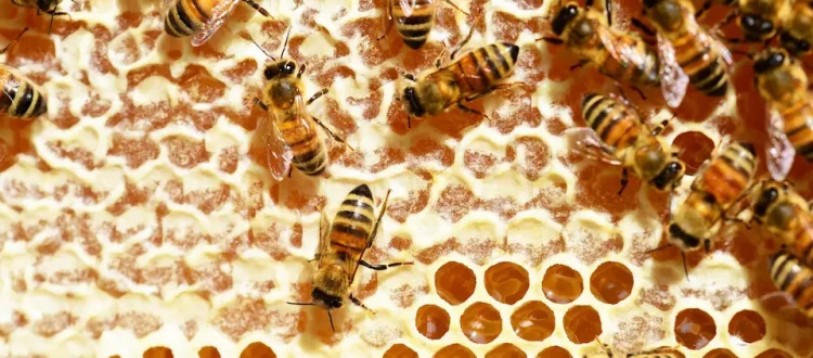 Bienen auf Honigwabe