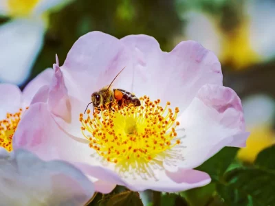 Biene auf Blüte einer Kletterrose