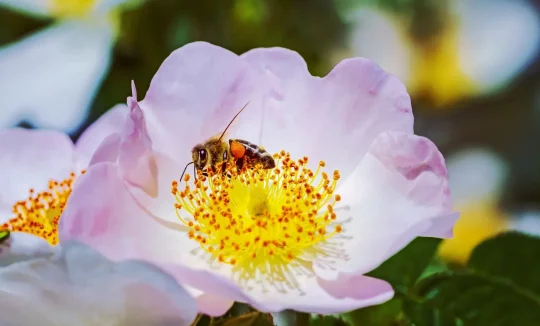 Biene auf Blüte einer Kletterrose
