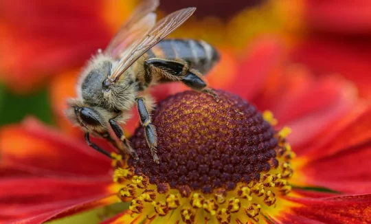 Biene auf roter Blüte