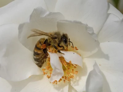 Honigbiene in einer weißen Blüte