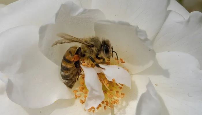 Honigbiene in einer weißen Blüte