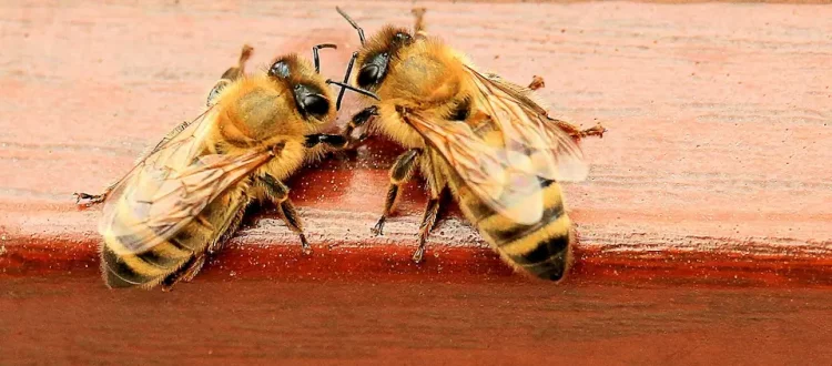 Nahaufnahme zweier Bienen