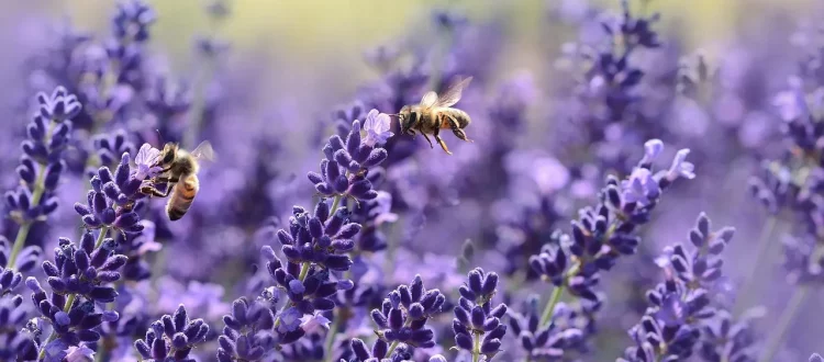 Bienen in Lavendel