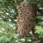 Bienenschwarm in Tanne