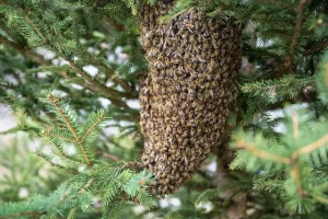 Bienenschwarm in Tanne