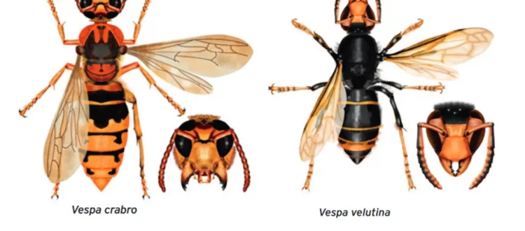 Hornissen im Vergleich