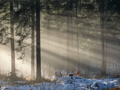 Wald im Winter mit Sonnenstrahlen