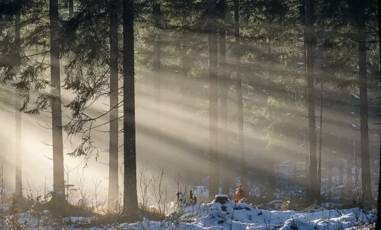 Wald im Winter mit Sonnenstrahlen