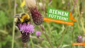 Broschüre BMEL Bienenfreundliche Pflanzen